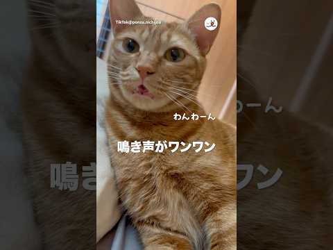 わんわん🐱｜PECO サムネイル