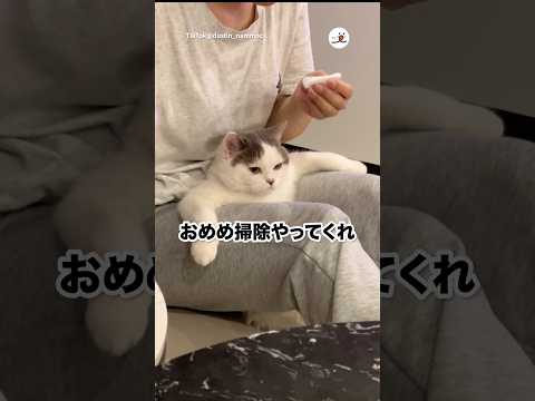 貫禄のある猫｜PECO サムネイル