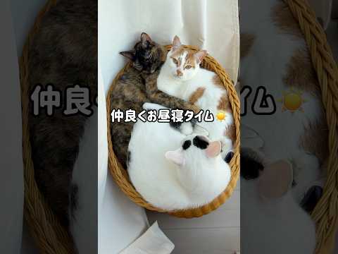 仲良くお昼寝タイムの猫たち shorts サムネイル