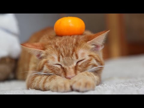 こたつのねこたちLIVE配信　　2026年1月17日 サムネイル