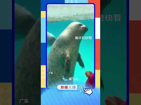 【萌寵】抵擋不住！誰能拒絕海豹「打招呼」 サムネイル