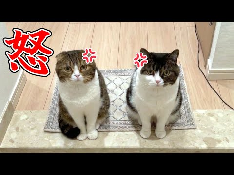 ママの帰宅が遅すぎて心配した親子猫が怒りで震えて玄関で待っていました…汗 サムネイル