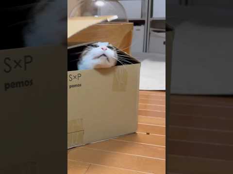 なんやったん、あの手？ サムネイル