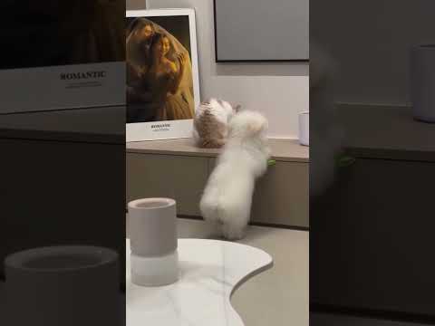 この癒し、反則でしょ