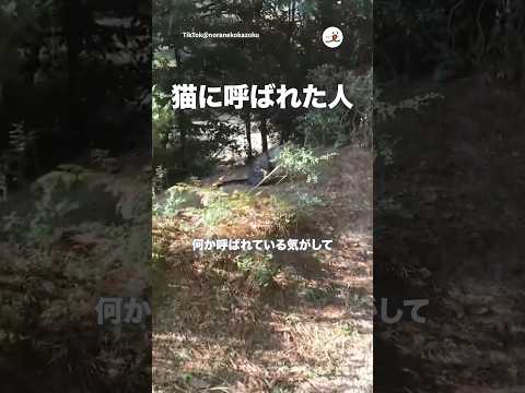 ベンチへ誘う地域猫｜PECO サムネイル