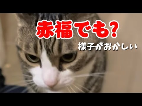 大福じゃなくて赤福でも？ サムネイル