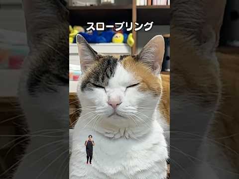 「スローブリング」猫あるある|フルはApple Musicほか音楽アプリへ サムネイル