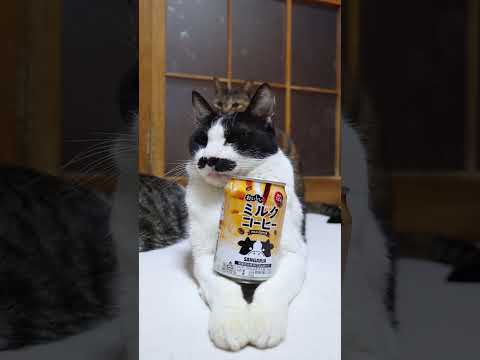 サンガリア おいしいミルクコーヒー　260403　のせ猫　 cat　 cute　 猫のいる暮らし　 ねこ  ネコ　 k… サムネイル