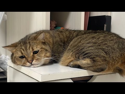 いつもの楽しみがなくなってしまい、アニメの様なしょんぼりフェイスで溶ける猫さん サムネイル