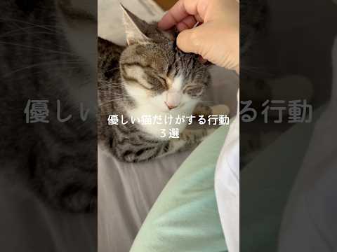優しい猫だけがする行動3選 猫 ねこ 猫のいる暮らし 猫好きさんと繋がりたい 猫動画 保護猫 雑学 豆知識 VOICE… サムネイル
