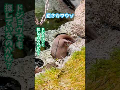【コツメカワウソ】逆さカワウソ【サンシャイン水族館】shorts 水族館 サムネイル