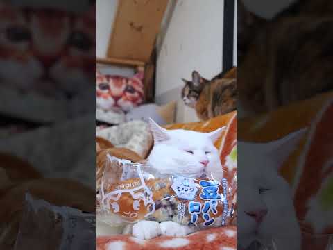 豆パンロール 塩ミルククリーム　260429　のせ猫　シライシパン　豆パンロール　 cat　 cute　 ミルククリー… サムネイル
