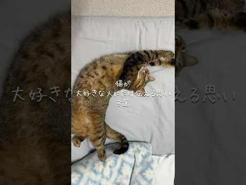 猫が大好きな人にだけ伝える思い3選 猫 ねこ 猫のいる暮らし 保護猫 猫好きさんと繋がりたい 猫動画 ねこのいる生活… サムネイル