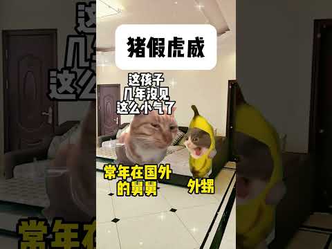 《猪假虎威》 有趣 猫meme 猫meme剧场 猫meme小剧场 内容过于真实 故事 貓 猫猫meme小剧场 喵不可言