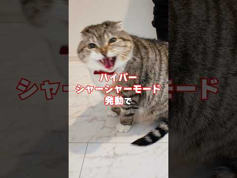 りっちゃんの＊をお風呂でシャワーした飼い主の末路がコチラ🤣🤣🤣 猫
