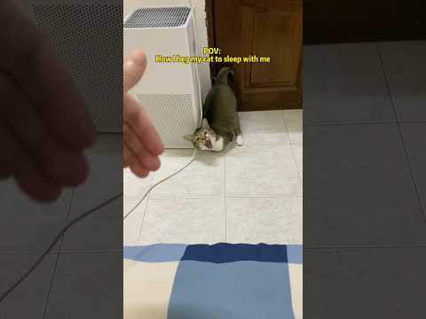 POV: How I beg my cat to sleep with me サムネイル