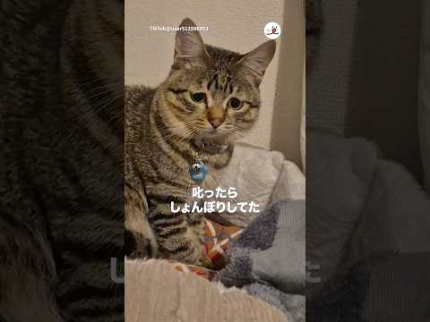 叱ってごめんね😭｜PECO サムネイル