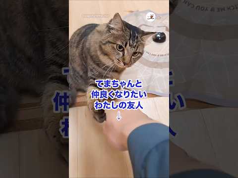 てまちゃんと仲良くなりたいわたしの友人｜PECO サムネイル