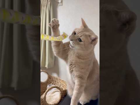 話題の猫動画！秀吉に扮した可愛い瞬間集