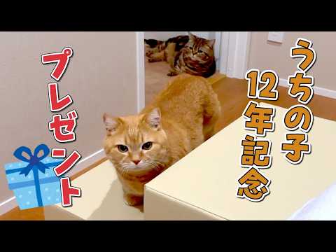 うちの子12年目を迎えた愛猫にプレゼントしたら最高でした！ サムネイル