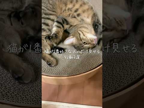 猫が1番好きな人にだけ見せる行動3選 猫 ねこ 猫のいる暮らし 保護猫 猫好きさんと繋がりたい ねこ動画 ねこのいる生… サムネイル