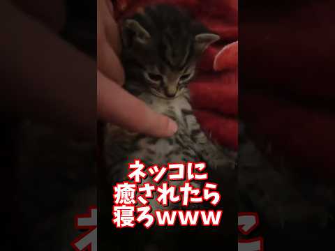ネッコの動画で癒されたら寝ろｗｗｗ　2ch  動物  猫 癒やし ねこ動画 サムネイル