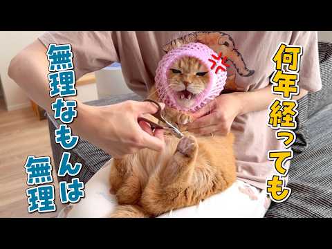 爪切り嫌いの猫の爪切りをあの手この手で頑張ります!
