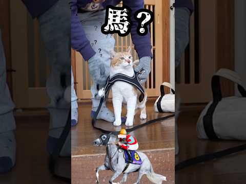 ハーネスの付け方が分からない超不器用な父 元野良猫チャチャ 猫武将 猫 ねこ cat サムネイル