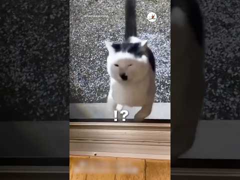 網戸が見えなかった野良猫｜PECO サムネイル