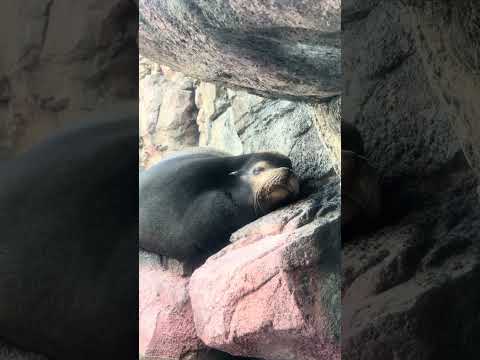 加茂カリフォルニアアシカ　カリフォルニアアシカ　shorts　加茂水族館 サムネイル