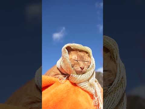 金のストール　260208　のせ猫　 cat cute ねこ　 ネコ kitten 猫のいる暮らし　 kitty　 c… サムネイル