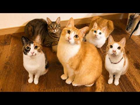 【🐈＜配信】猫たちと生放送です サムネイル
