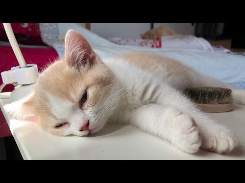 てんぷらの病状の経過報告の生配信 サムネイル