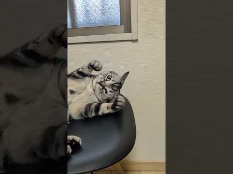 話題のアメショー・ラッテの日常をご紹介！最新猫ライフ動画