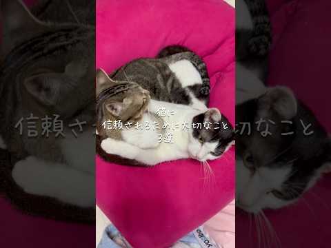 猫に信頼されるために大切なこと3選 猫 ねこ 猫のいる暮らし 保護猫 猫好きさんと繋がりたい 猫動画 猫のいる生活 ね… サムネイル