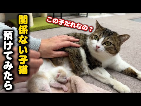 育児放棄された子猫を無関係な母猫に預けてみたら… サムネイル