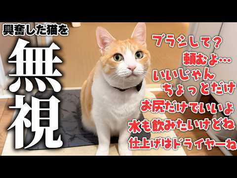 飼い主から無視され続けてるのに興奮してゴロゴロが止まらなくなる猫 サムネイル
