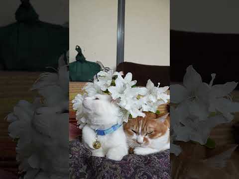 しろつつじ　のせ猫　260601　 cat のせ猫 cute　 しろつつじ cutecat ネコ　 kitty つつじ…