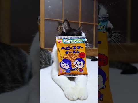 ベビースターラーメン チキン味　260407　のせ猫　 cat　 cute　 猫のいる暮らし　 ネコ　 ねこ　 猫… サムネイル
