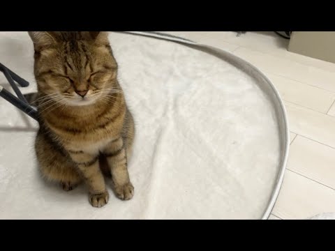 「なんでこうなってしまったんだ…飼い主よ…」 サムネイル