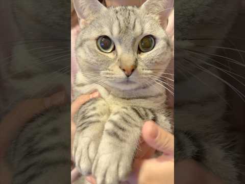 ママに撫でられるのが大好きなマンチカンが可愛い... cat 猫