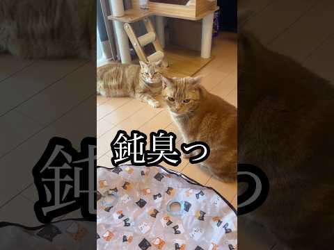 鈍臭っ ねこ アメショ ビビり cat たろう サムネイル