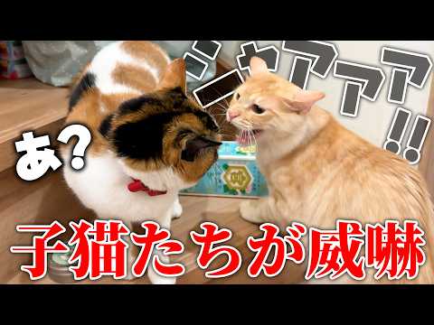 子猫たちがベルちゃんとの対面で恐怖のあまり威嚇が止まらなくなってしまいました…。