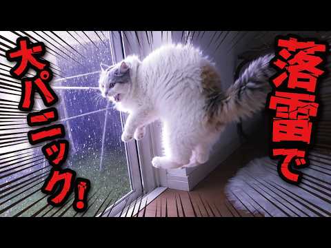 近所に雷が落ちた時の猫たちの反応がこちら サムネイル