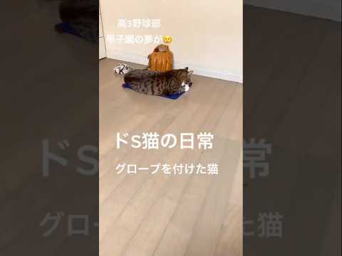 大好きな次男の部屋でcats shorts 球太