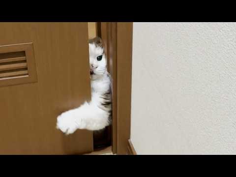短いモフモフ手を駆使してドアを開けようと試みるぬいぐるみ サムネイル