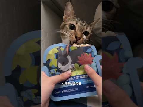 小猫身上有猫毛