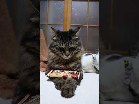ピーナッツチョコレート　260615　 cat のせ猫 cute　 ピーナッツチョコレートねこ ピーナッツcuteca… サムネイル