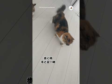 【発見】歩く時手と足一緒！｜PECO サムネイル