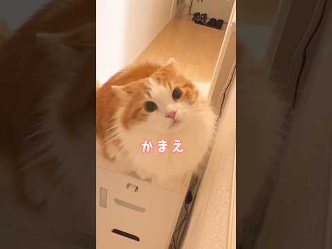 話題のマンチカン短足なんちゃん！癒し満点の可愛い姿をチェック